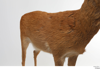 European roe deer back body chest 0001.jpg